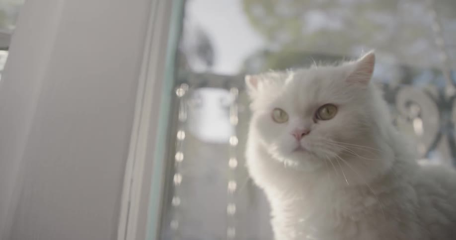 A cat sits next to a windy on a sunny day