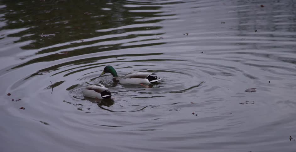 Two mallard ducks bobbing their heads in the lake