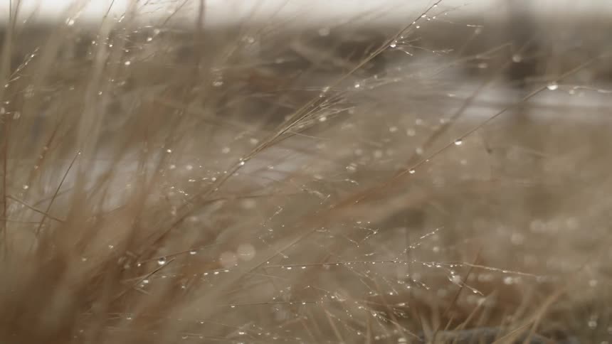 Tiny water droplets are on some weeds in a field