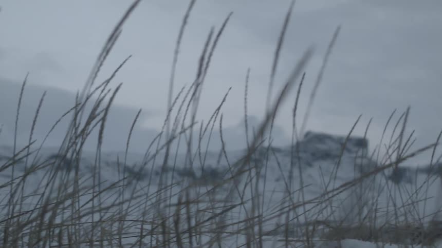 Wind blows through grass in snowy mountains