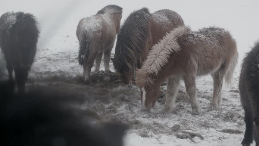 Ponies graze on a snow covered field