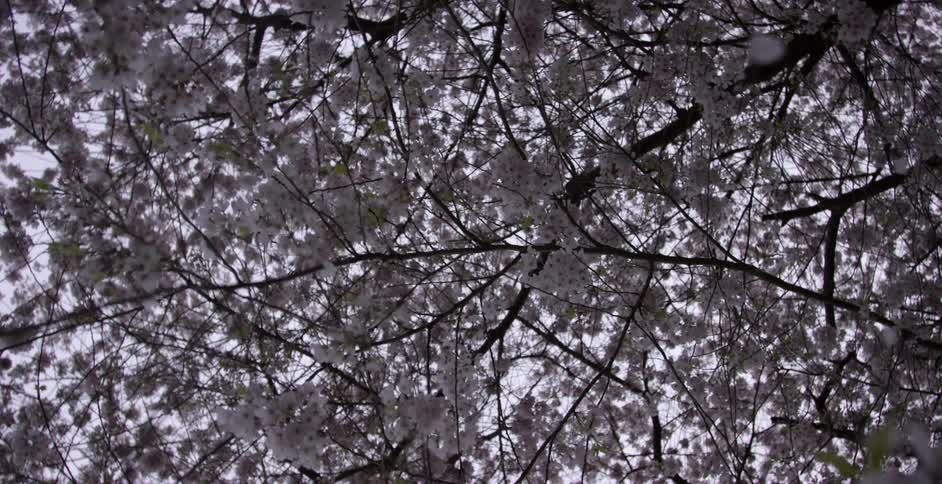 A dogwood tree limb is being shaken and its petals are falling off