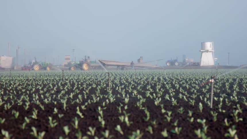 Sprinklers spray crops on a farm