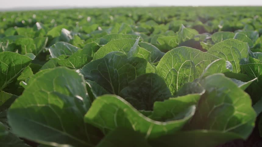 Lettuce bristles in the light breeze in a crop field