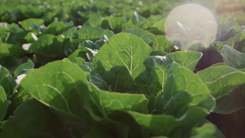 Crops grow in a rural field