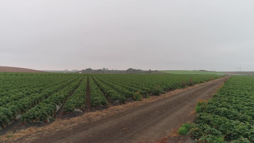 Green crops cover the farmland