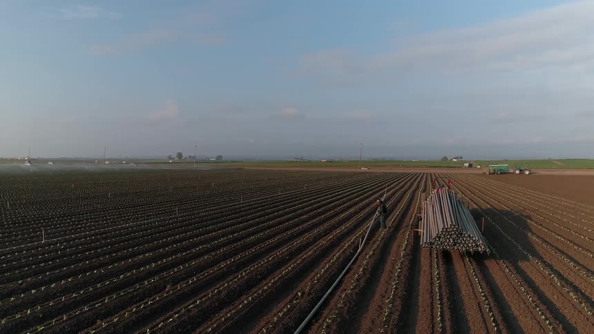 Farm workers lay irrigation pipe in a field