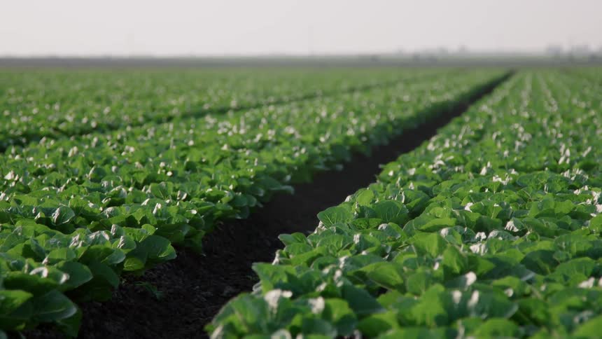 Rows of plants in a field