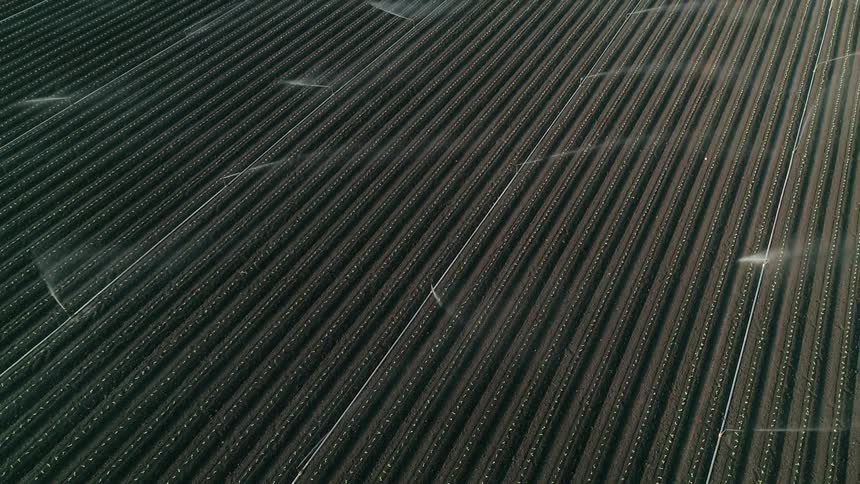 Crops being watered by irrigation
