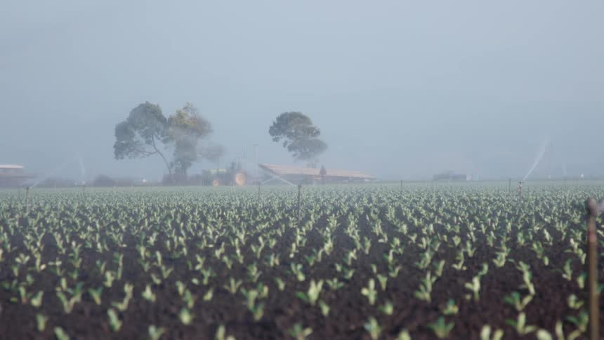 Sprinklers spray crops on a farm