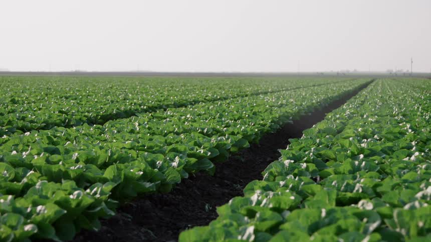 Crops grow in rows on a farm