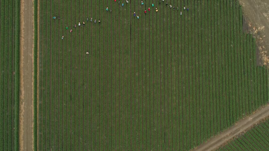 People work in a crop field on a farm