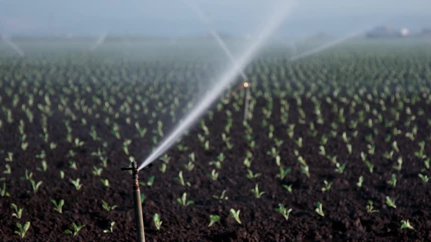 Sprinklers water farm crops on a sunny day
