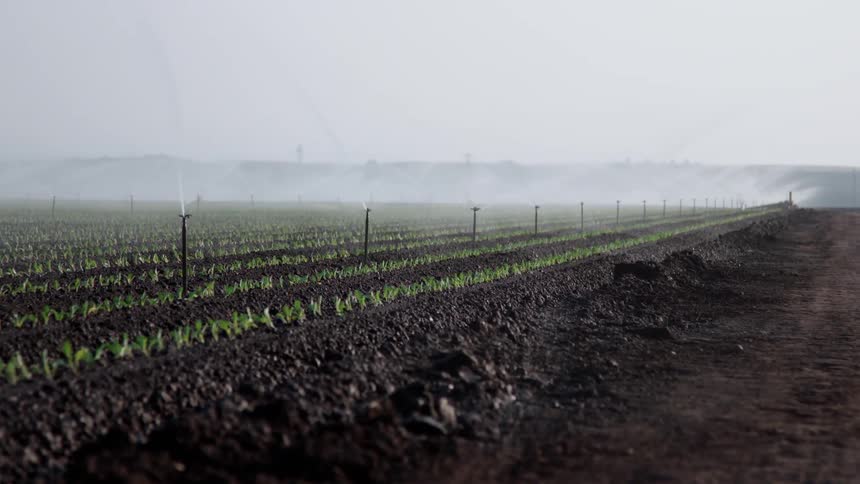 Crops are watered on a farm