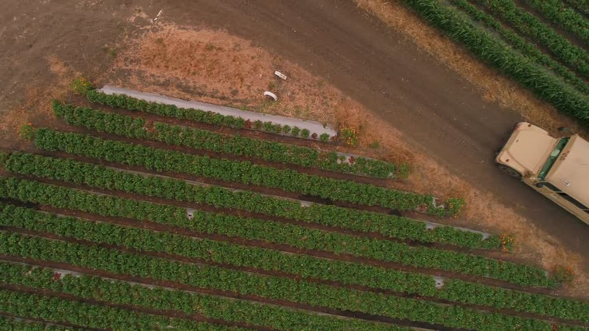 A bus drives by rows of crops on a farm