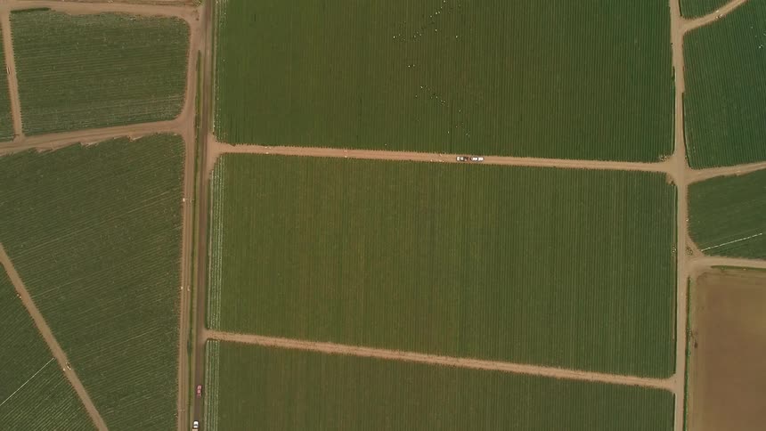 Green crops cover the farmland