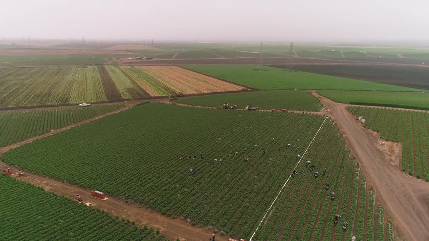 Farm workers harvest crops from a field
