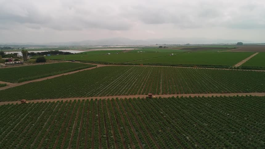 The long farm is full of green