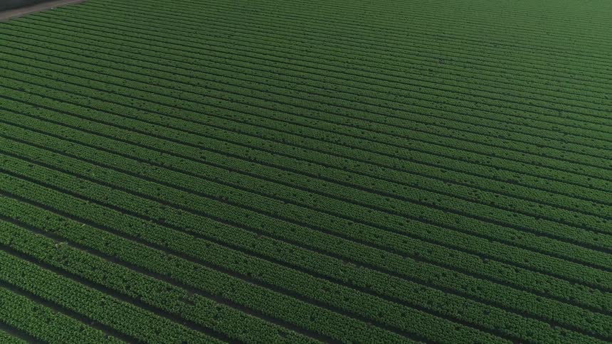 Green grass and crops cover the farmland