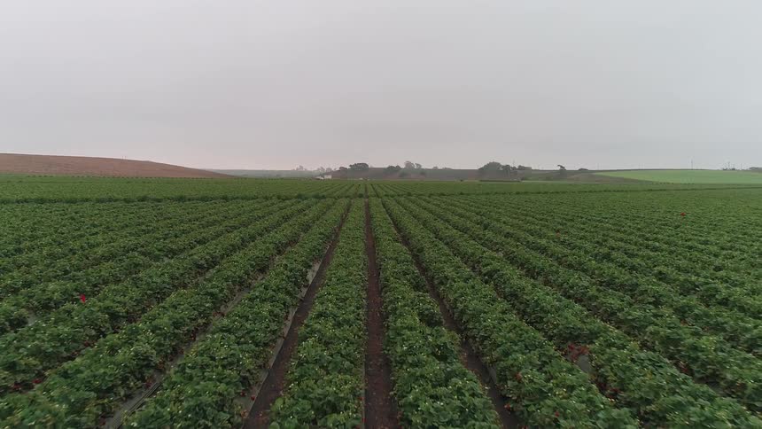 The crops in this large farm are green