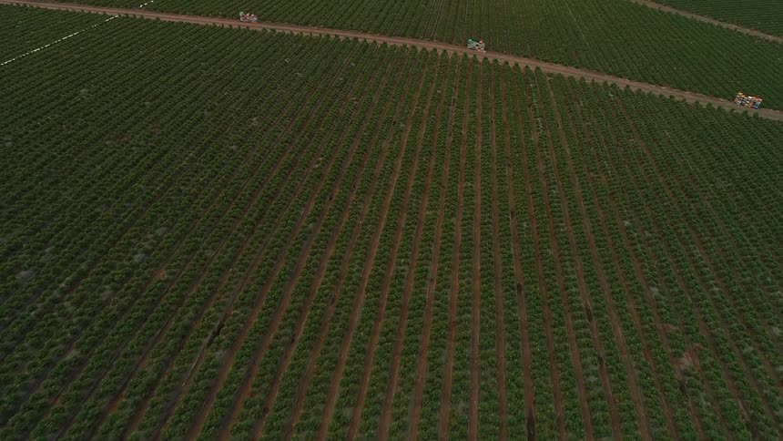 Green grass and crops cover the farmland
