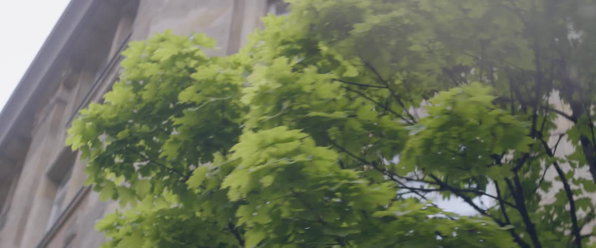 A tree stands among buildings in a city