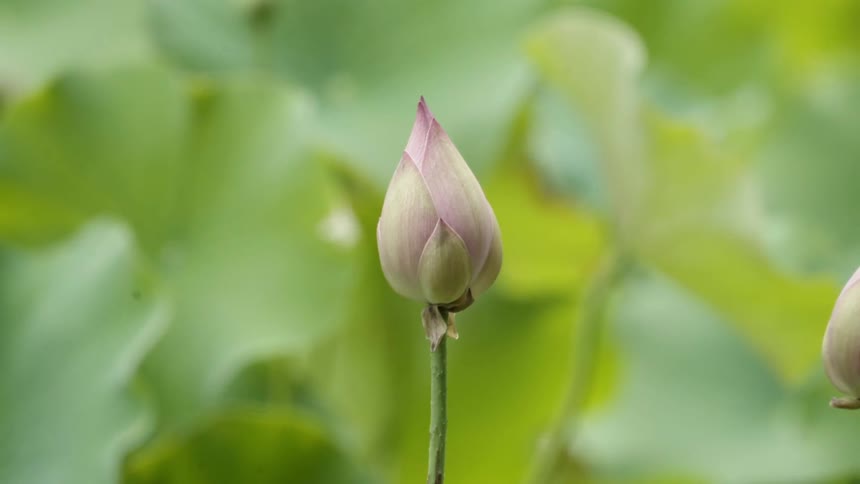 A purple flower bud sways from the breeze