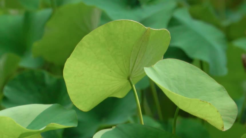 Plant leaves blow in the wind