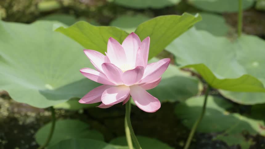 A purple flower sways slightly from the breeze