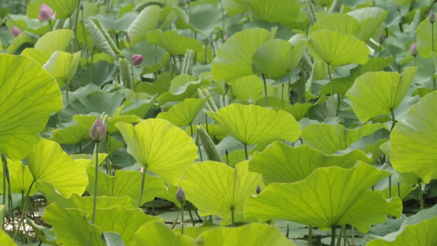 Plants grow in a garden