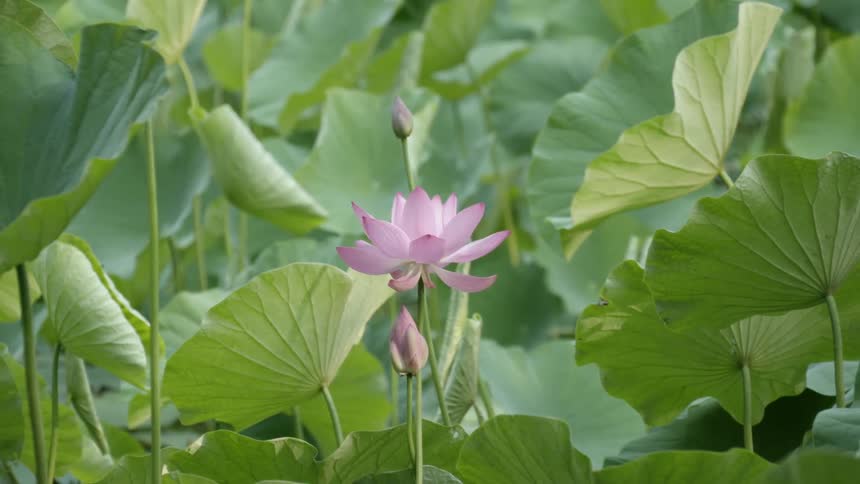 A purple flower bloom in a garden