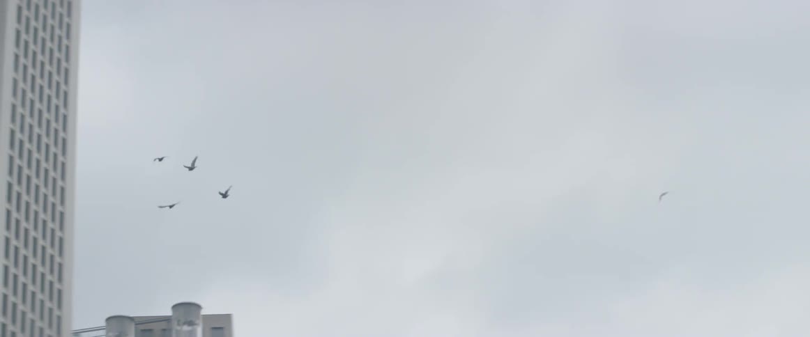 Birds fly above a moving vehicle in a city