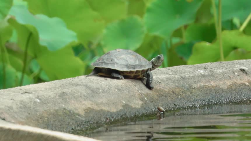 A turtle sits on the cement edge of a pond in a garden