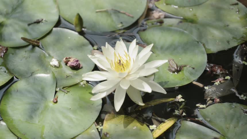 Flower bloomed in a patch of lily pads