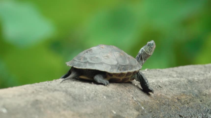 A turtle sits on a concrete wall