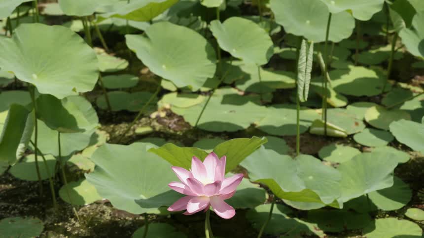 A lotus flower is swaying in a pond on a sunny day