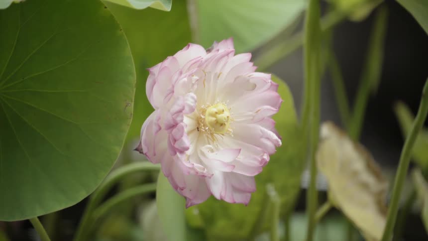 A pink flower sits in a garden