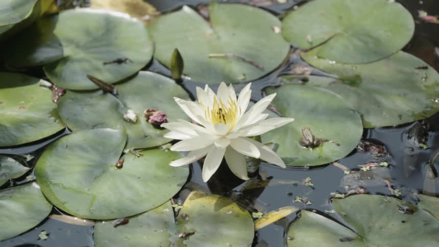 A frog sits on a lily pad in a pond