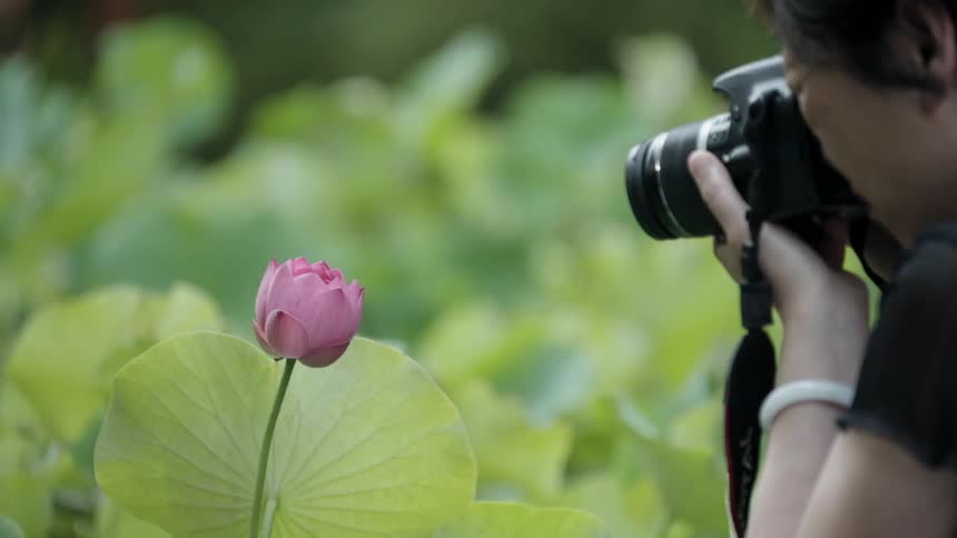 A person photographs a flower in a garden