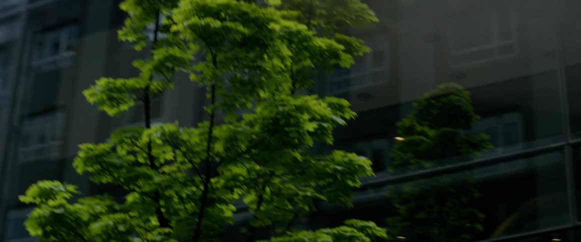 Trees grow next to a city building