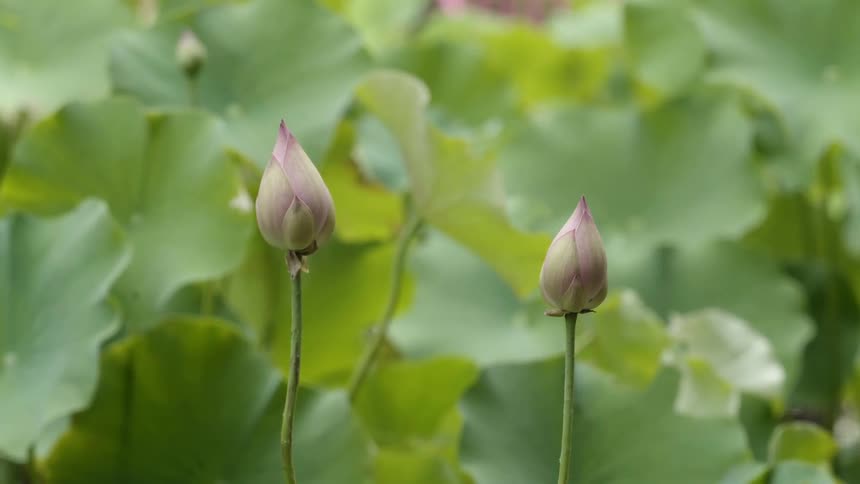Flower buds sway in the breeze