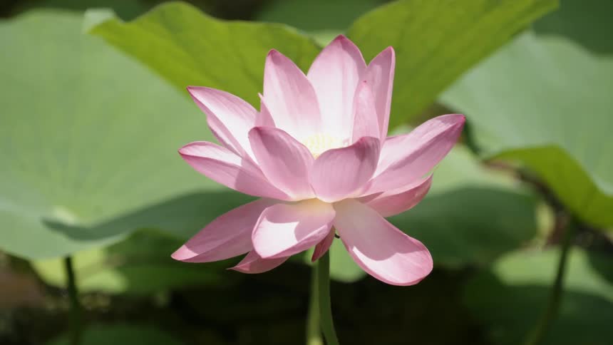 A blooming flower sways in the breeze