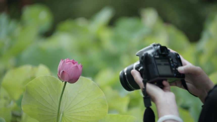 A person takes a photograph of a flower