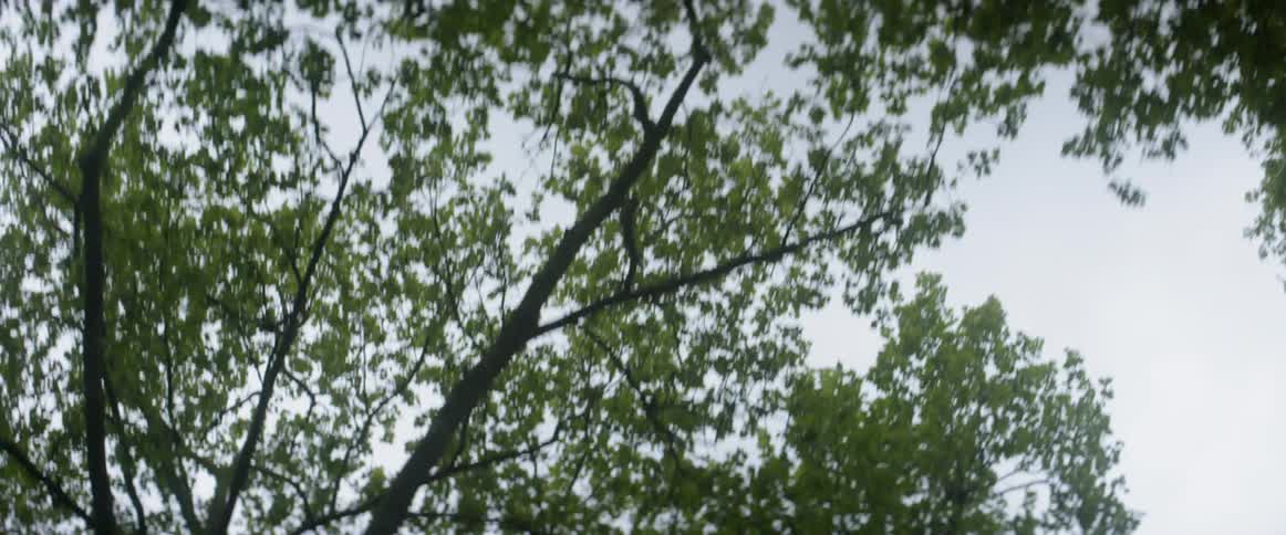 Green leaves hanging from trees bristle lightly in the breeze