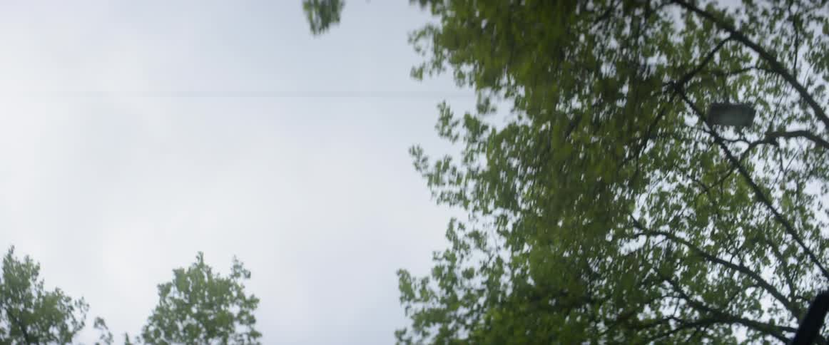 Green leaves hanging from trees bristle lightly in the breeze