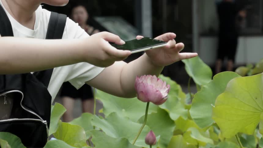 A person photographs a flower with their phone