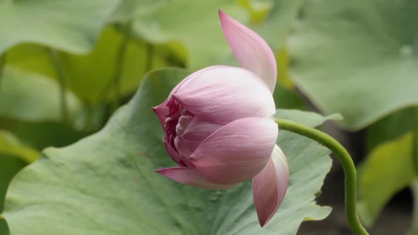 Pinkish flower about to bloom as seen outdoors