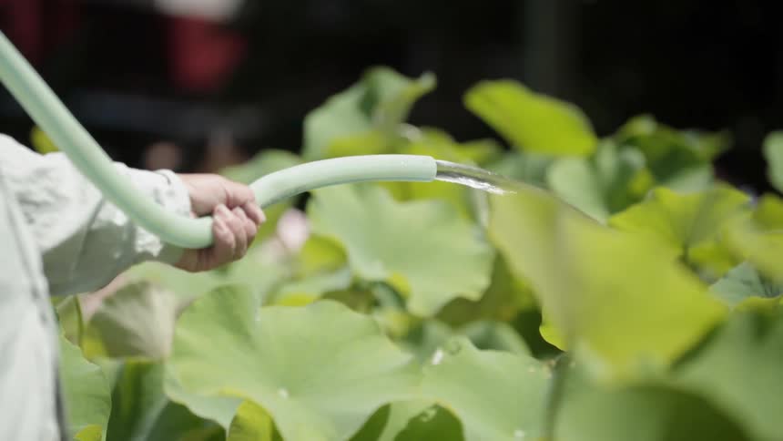 A person waters a garden with a hose