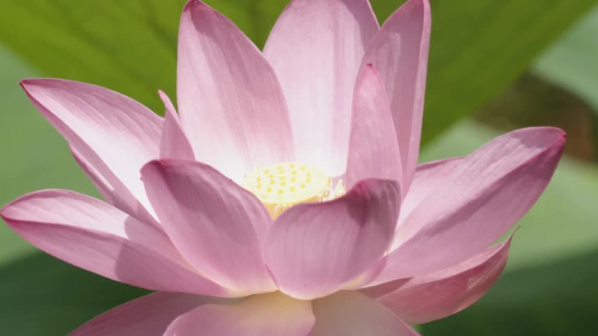 The flower of a lotus plant is trembling in the breeze on a sunny day