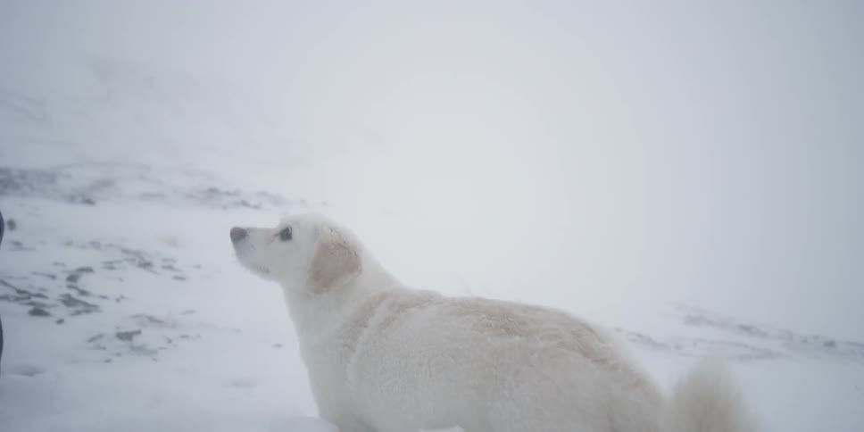 A dog is walking along the snow towards a person